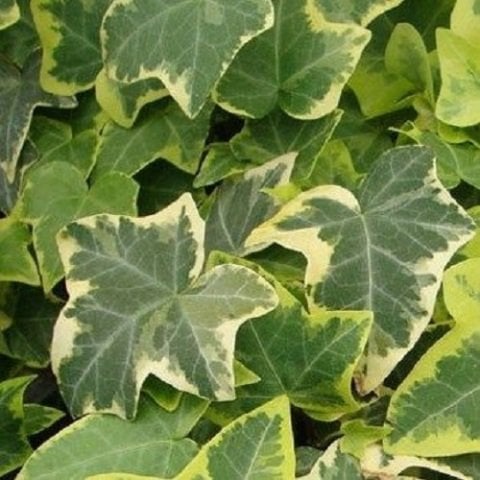 Alacalı Orman Sarmaşığı