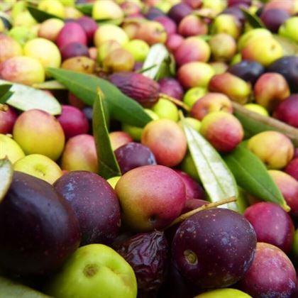 Bodur Zeytin Fidanı Arbequina 60 cm ispanyol zeytini