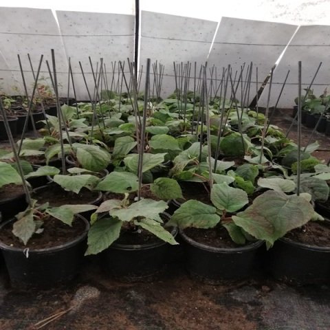 Aşılı Kivi Fidanı