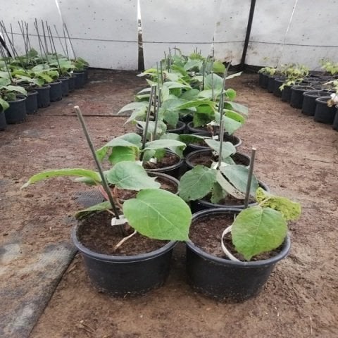 Aşılı Dişili Erkekli Kivi Fidanı