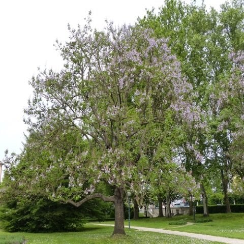Pavlonya Ağacı Fidanı Tüplü