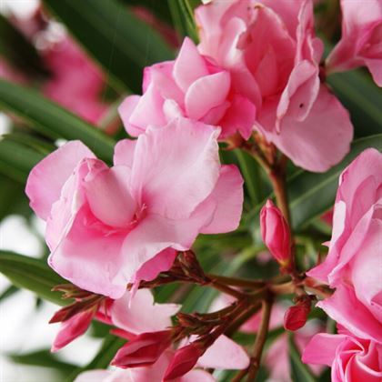 Tijli Zakkum Ağacı Nerium Oleander