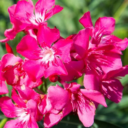 Tijli Zakkum Ağacı Nerium Oleander