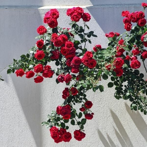 Çardak Sarmaşık Gül Fidanı Kırmızı