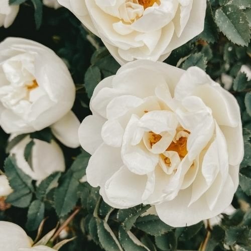 Çardak Sarmaşık Gül Fidanı Beyaz