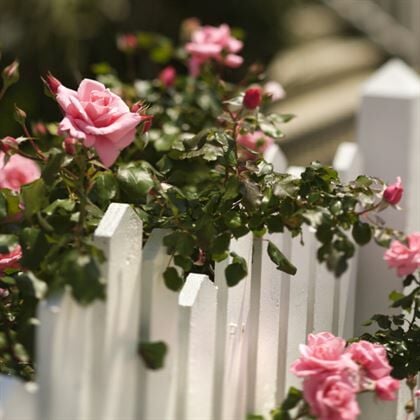 Çardak Sarmaşık Gül Fidanı Pembe