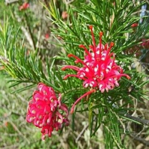 Gravilla Çalısı Fidanı Grevillea Rosmarinifolia