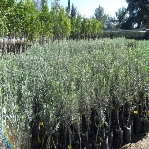 Gemlik Trilye Zeytin Fidanı