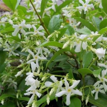 Arap Madagaskar Yasemini  Jasminum Sambac