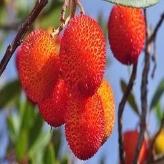 Dağ Çileği Koca Yemiş  Arbutus Unedo