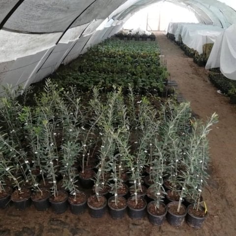 Arbequina Zeytin Fidanı 60 cm