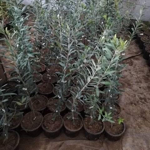 Arbequina Zeytin Fidanı 60 cm