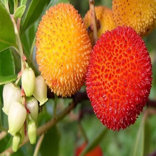 Dağ Çileği Koca Yemiş  Arbutus Unedo