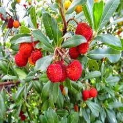 Dağ Çileği Koca Yemiş  Arbutus Unedo