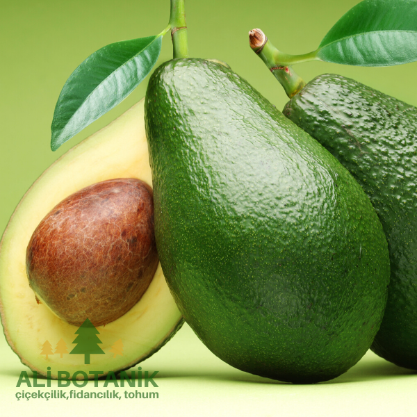 Avokado Fidanı alligator pirum