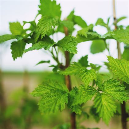 Kırmızı Ahududu - Frambuaz Fidanı Rubus İdaeus