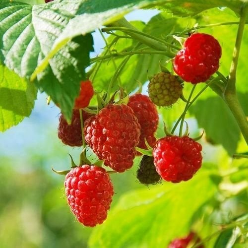 Kırmızı Ahududu - Frambuaz Fidanı Rubus İdaeus