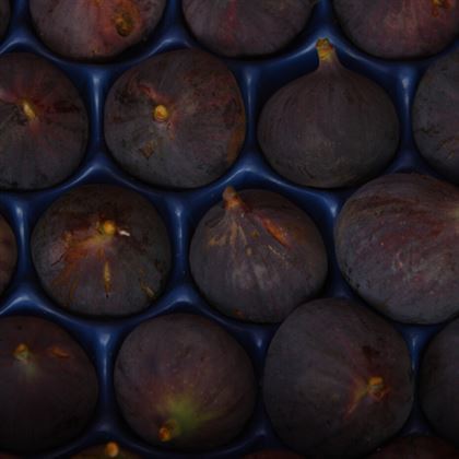 Patlıcan İnciri Fidanı Ficus Carica