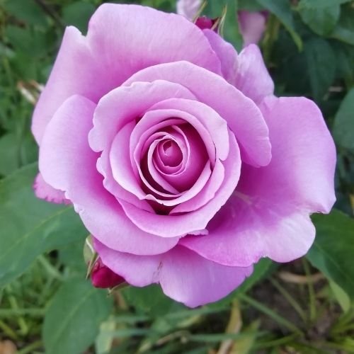 Bulgar Gülü Fidanı Kesif Kokulu 50 cm lila