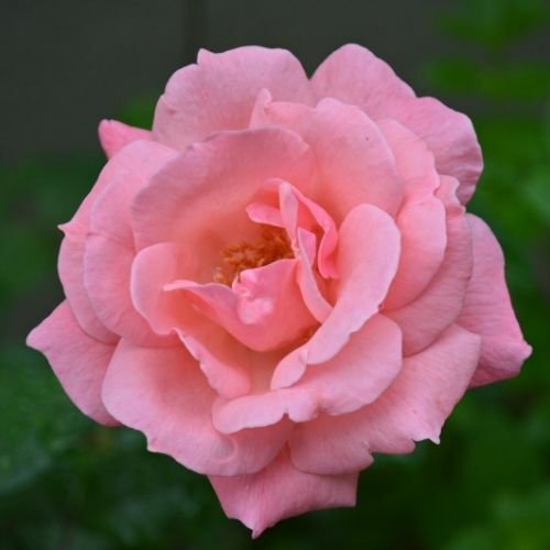 Bulgar Gülü Fidanı Kesif Kokulu 50 cm pembe