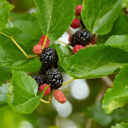 Ekşi Karadut Fidanı Rubus İdaeeus