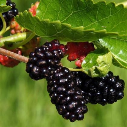 Ekşi Karadut Fidanı Rubus İdaeeus