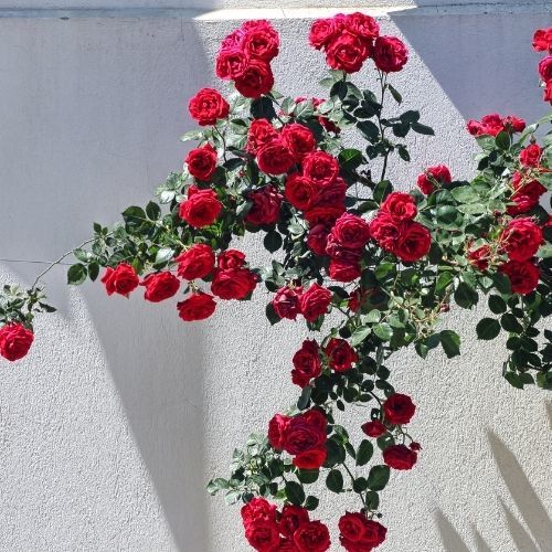 Çardak Sarmaşık Gül  Fidanları Yediverendir kırmızı