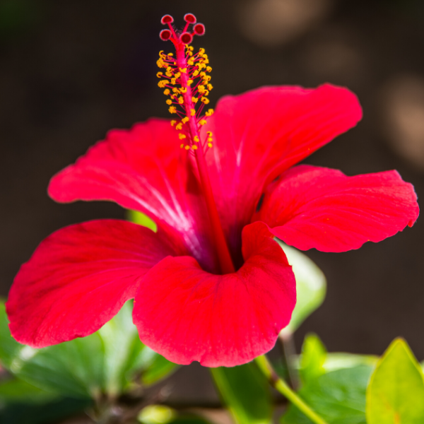 Japon Gülü Hibiscus Rosa Sinensis