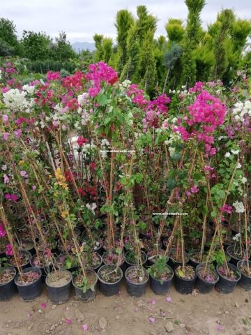 Sarılıcı Begonvil Fidanı Gelin Duvağı