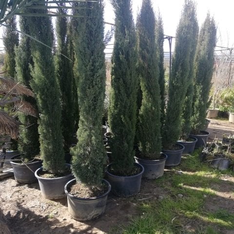 Kalem Sütun Servi Cupressus