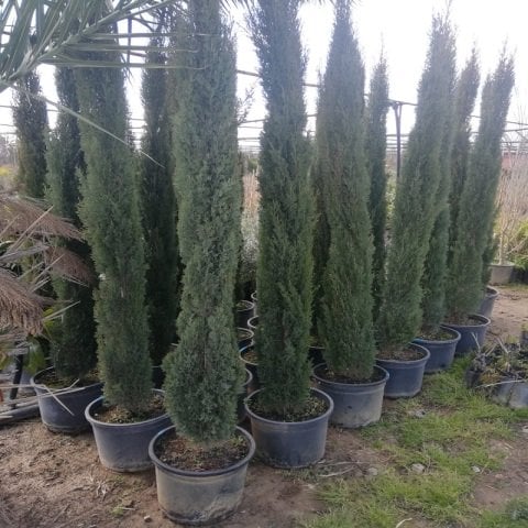Kalem Sütun Servi Cupressus