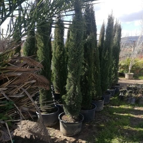 Kalem Sütun Servi Cupressus