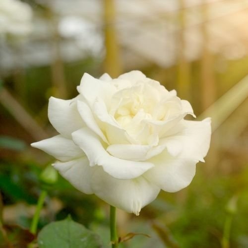Yediveren Gül Fidanı Beyaz