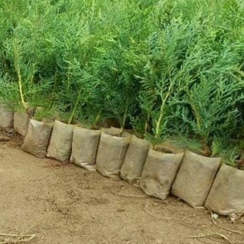 Leylandi Çamı Fidesi ( 34 + 1 adet ) cupressocyparis