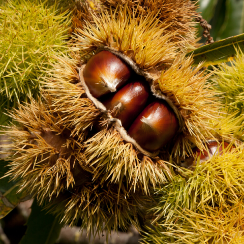Siyah Kestane Fidanı Castanea Sativa