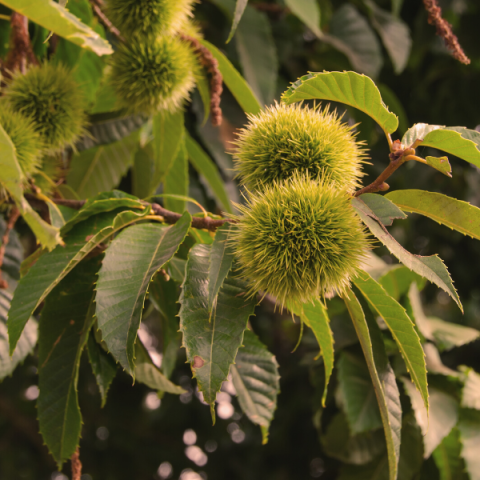 Siyah Kestane Fidanı Castanea Sativa