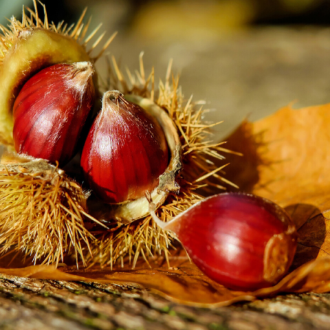 Siyah Kestane Fidanı Castanea Sativa