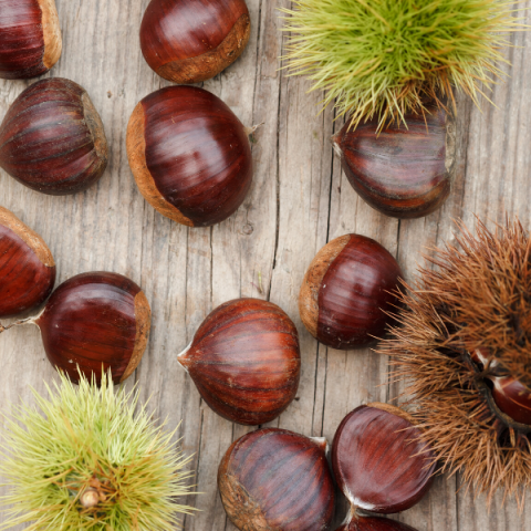 Siyah Kestane Fidanı Castanea Sativa