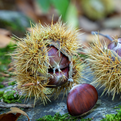 Siyah Kestane Fidanı Castanea Sativa
