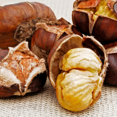 Siyah Kestane Fidanı Castanea Sativa