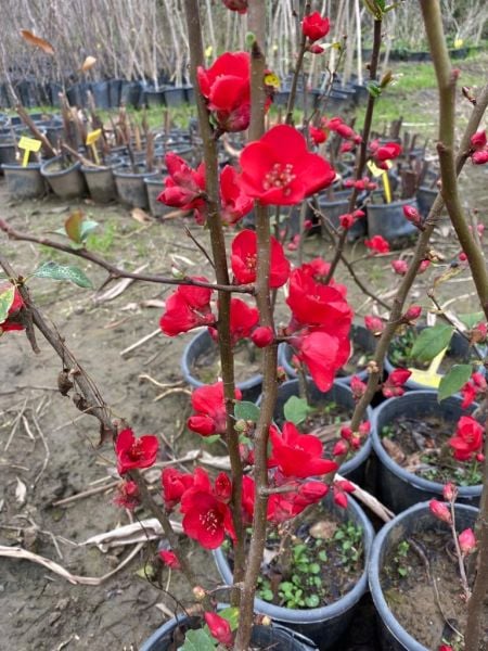 Bahar Dalı Çiçeği Kırmızı Çiçekli