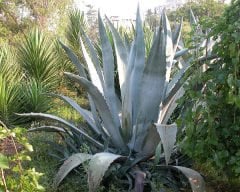 Agav agava americana Sabır Çiçeği