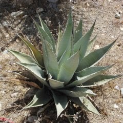 Agav agava americana Sabır Çiçeği