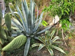Agav agava americana Sabır Çiçeği