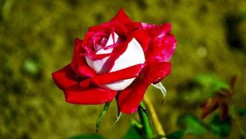 Türkiyem 1 Kırmızı Beyaz Gül Fidanı 30 Cm Osiria