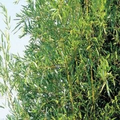 Bambu Fidanı 75 cm bambusaaurea