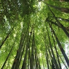 Bambu Fidanı 75 cm bambusaaurea
