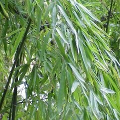 Bambu Fidanı 75 cm bambusaaurea