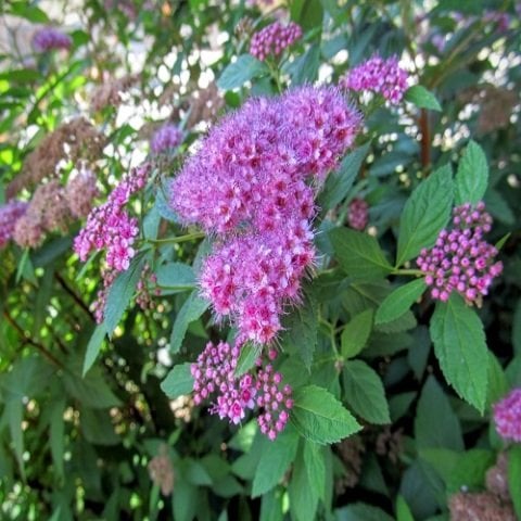 Pembe Çiçekli İspirya Fidanı Keçi Sakalı Spirea