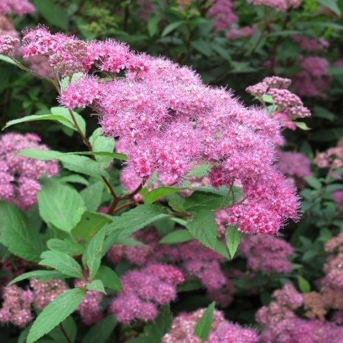 Pembe Çiçekli İspirya Fidanı Keçi Sakalı Spirea